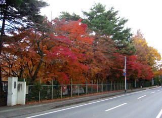 紅葉の街角(仙台二高付近)