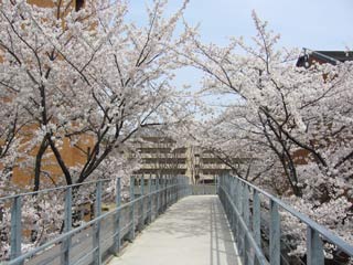 文章とあまり関係ありませんが，キャンパス間の橋からみた桜です。