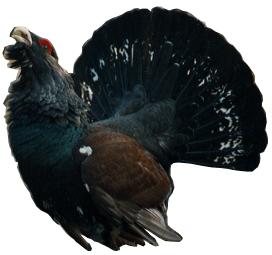 オリジナルから鳥を切り抜き